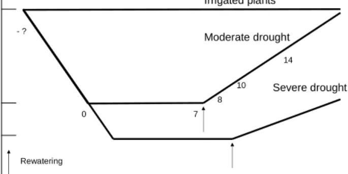 Figure 1. Experimental design, showing the expected time courses and the targeted levels of stomatal  conductance for each treatment