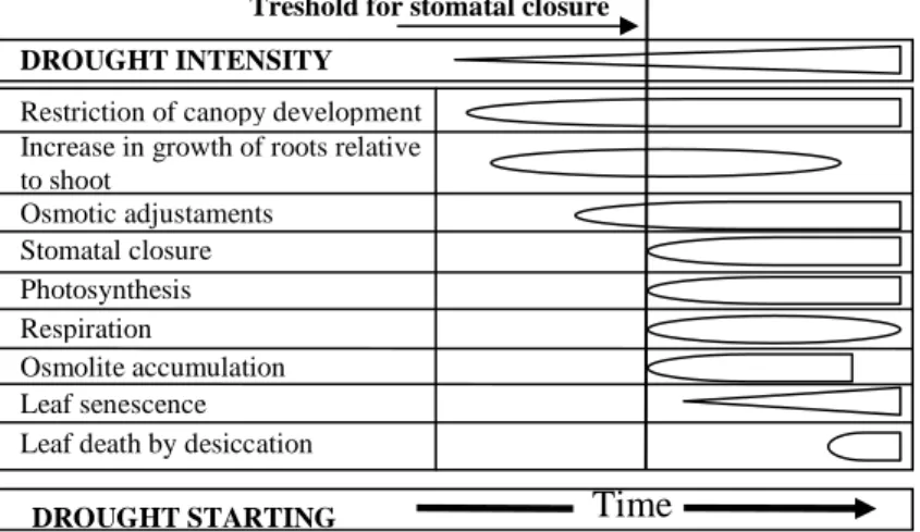 Figure  1.1.  General  time  course  of  gross  and  adaptive  changes  in  crop  plants  in  response  to  the  gradual development of water stress in the field