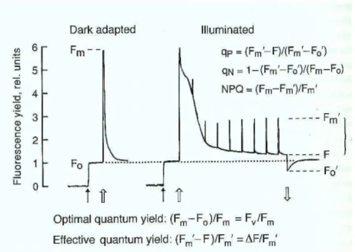 Figure 3.6. Measurement of chlorophyll fluorescence by the saturation pulse method (from Schreiber  et  al