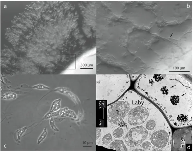 Figure  2.  Representative  images  of  Labyrinthula  sp.  used  in  this  work.  All  images  are  of  Thalassia  testudinum  isolate