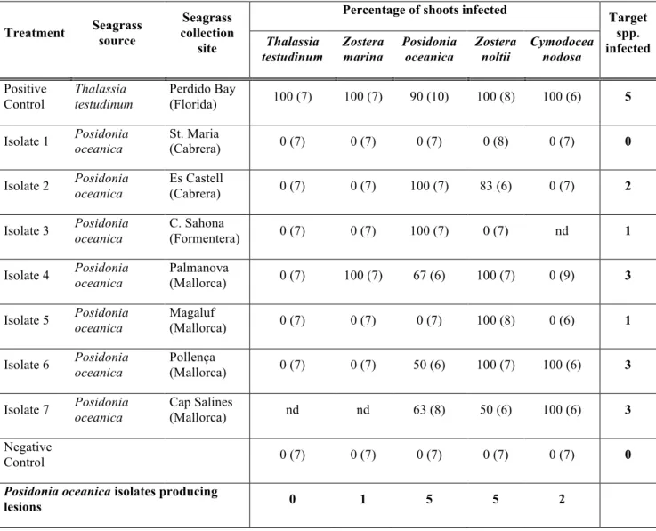 Table  2.    Results  of  cross-infection  experiments  using  Labyrinthula  spp.  isolated  from  Posidonia  oceanica  with different targeted seagrass species (Thalassia testudinum, Zostera marina, Posidonia oceanica, Zostera  noltii, and Cymodocea nodos