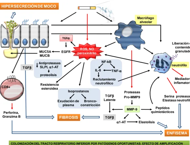 Figura 3. Mecanismos moleculares implicados en la progresión de la EPOC. Se muestran tres  alteraciones características de la progresión de la EPOC: fibrosis, enfisema e hipersecreción de  moco (paneles en naranja)