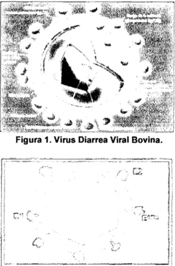 Figura 2.  Estructura del virus de la Diarrea viral bovina. 