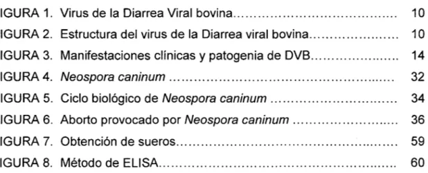 CUADRO  1.  Seroprevalencia del Virus de la  Diarrea viral  bovina (VDVB)  en tres cuencas lecheras  de la  Región  Puno