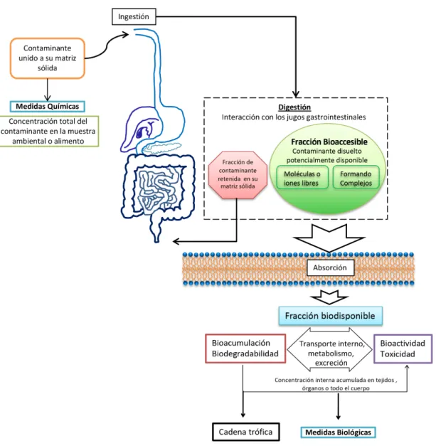 Figura 1.1. Representación esquemática de todos los procesos que sufre un contaminante  presente en su matriz sólida desde que es ingerido