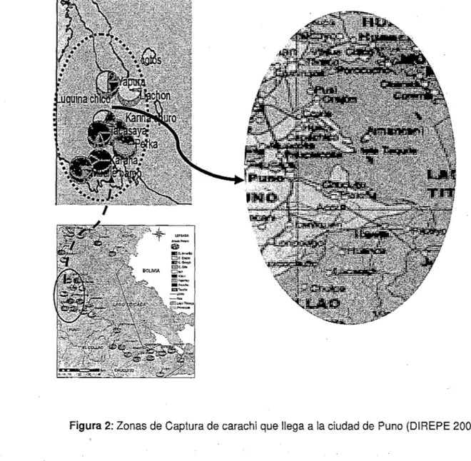 Figura 2:  Zonas de Captura de carachi  que llega a la ciudad de  Puno  (DIREPE 2004) 