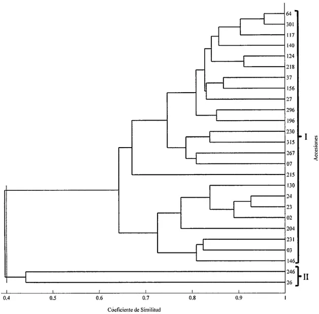 Figura 4.  Dendrograma que agrupa 26 Accesiones de Cañihua con  tres  marcadores AFLP a un  coeficiente de similitud  de  0.4  (Primer semestre  2013)