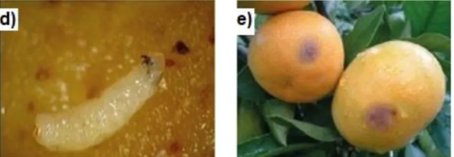 Figura 2. Cicle de C.capitata sobre taronger, a) femella adulta, b) aparellament, c) posta, d) larva i e) danys  en fruits