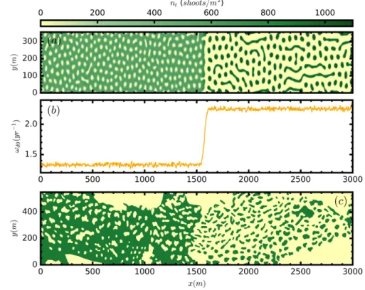 Figure 2.14: Comparison of a numerical simulation with patterns observed by side-scan sonar in a region of coexistence between holes and patches in a meadow of C