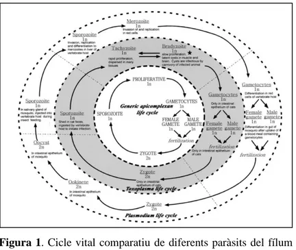 Figura 1. Cicle vital  comparatiu  de diferents paràsits del fílum Apicomplexa. A l’interior del cercle  s’aprecia un cicle general aplicable a qualsevol paràsit d’aquest fílum