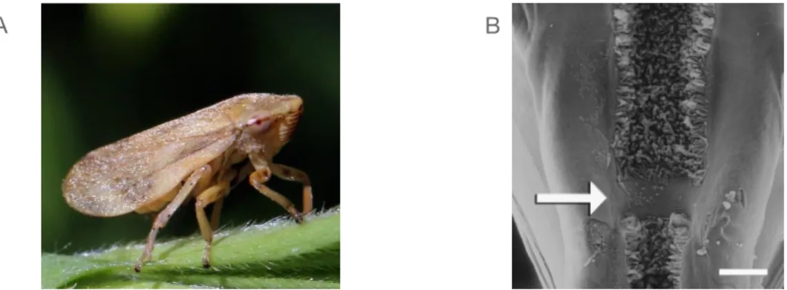 Figura 1. A) Adult de Philaenus spumarius. Imatge de Sharp CJ. B) Hipofaringe de G. atropunctata   (Hemiptera:  Cicadellidae)  recoberta  de  X