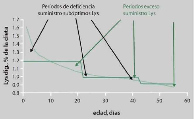 Fig. 3. Ejemplo de nivel óptimo de lisina digestible en el alimento (%) y programa de  alimentación de tres fases en pollos de engorde 