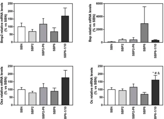 Figure 9. Relative mRNA levels of Bone morphogenetic protein 2 (Bmp2), Bone sialoprotein (Bsp), Osterix (Osx), and Osteocalcin (Oc) in MC3T3-E1 cells cultured on seeded on all SBP samples at 14 days of cell culture, versus SBN