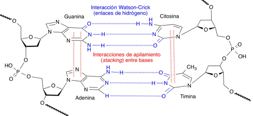 Figura 1.4   Interacciones de apilamiento (stacking) entre bases nitrogenadas cercanas (en rojo) e  interacciones por enlaces de Hidrógeno (Watson-Crick) entre pares de bases 