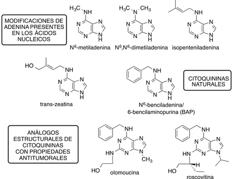 Figura 1.8   Adeninas N-sustituidas presentes en la naturaleza y/o utilizadas por sus propiedades  terapéuticas (algunos ejemplos) 