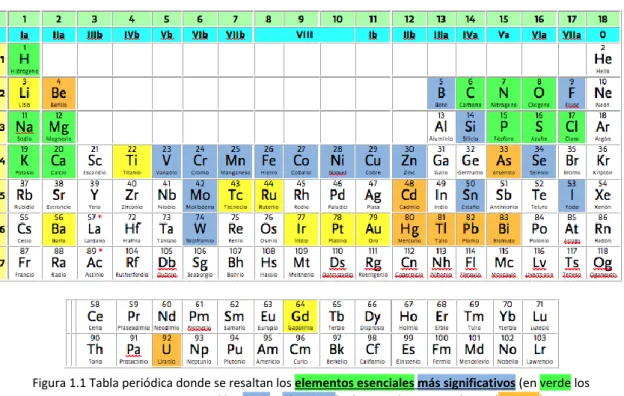 Figura 1.1 Tabla periódica donde se resaltan los elementos esenciales más significativos (en verde los  mayoritarios y en azul los traza y ultratraza), algunos elementos tóxicos (naranja) y otros 