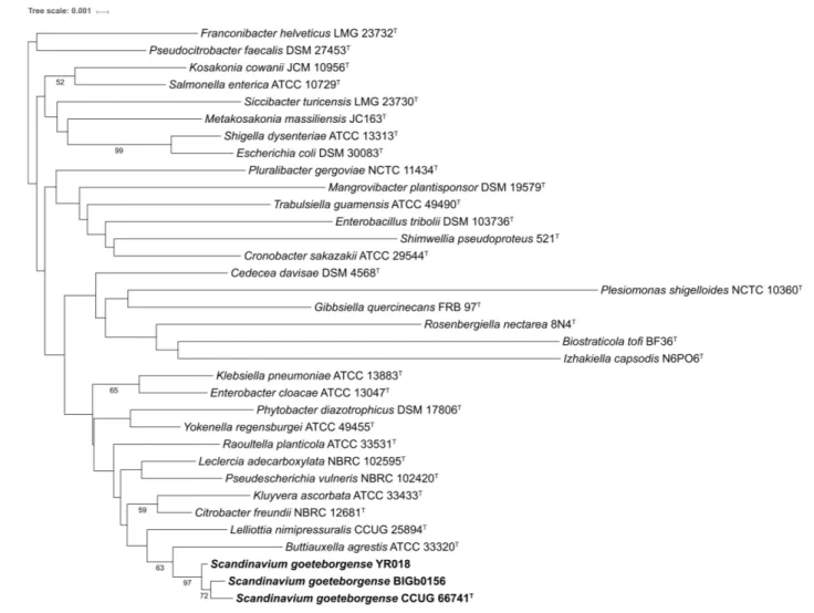 FIGURE 1 | Phylogenetic tree based on the 16S rRNA gene sequences of the type strains of the type species of the genera with validly published names within the family Enterobacteriaceae and strains of S