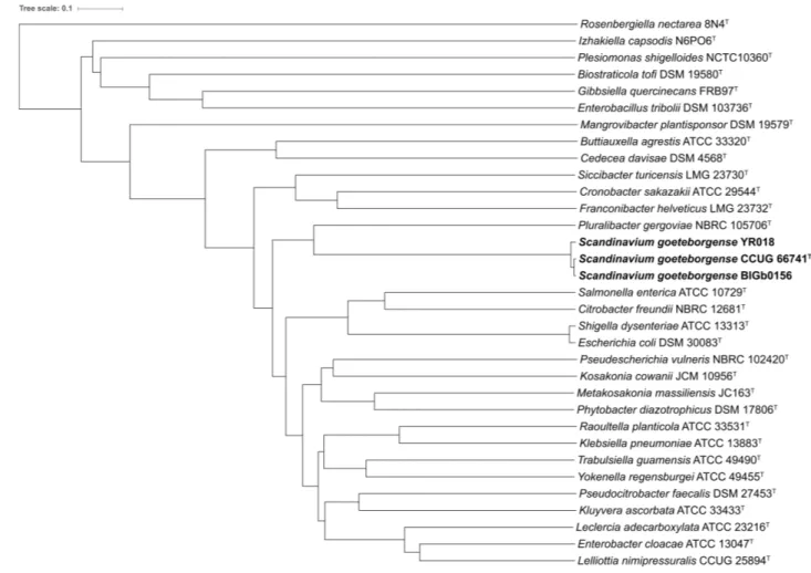 FIGURE 2 | Dendrogram based on the ANIb values calculated between all available genome sequences (“all-vs.-all”) of type strains of the type species of the genera within the family Enterobacteriaceae and the genome sequences of strains of S