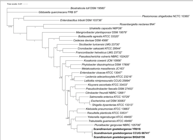 FIGURE 3 | Phylogenomic tree based on the core genome analysis of all available genome sequences of the type strains of type species of genera with validly published names of the family Enterobacteriaceae and genome sequences of strains of S