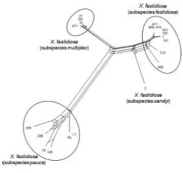 Figura 2: Árbol de la diversidad y plasticidad genética de X. fastidiosa. FUENTE: Plant