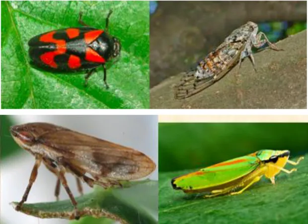 Figura 5: De izquierda a derecha: arriba, Cercopidae, Cicadidae, abajo Aphrophoridae, Cicadellidae