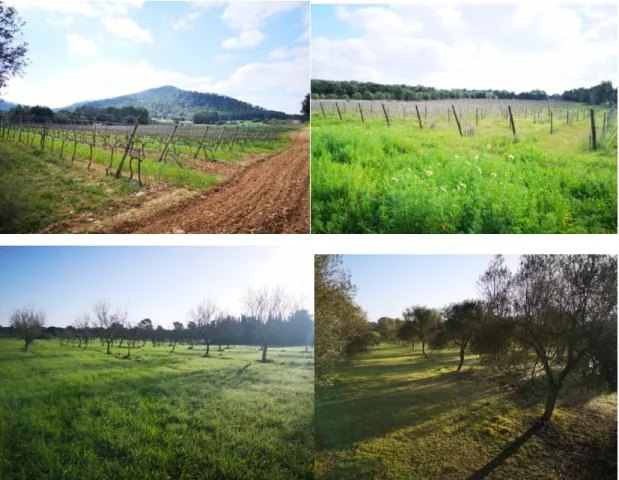Figura 14: Imagen de algunas de las parcelas utilizadas para el proyecto.  