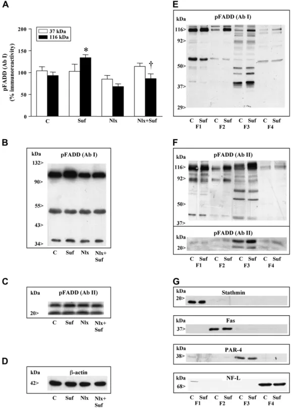 Fig. 4. (A–C) Acute effect of sufentanil on p-FADD content (Ab I) and antagonism by naloxone in rat cerebral cortex