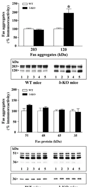 Figure 2 Effects of δ-opioid receptor genotype (WT versus δ-KO) on the basal immunodensities of Fas aggregates ( ∼203 kDa and 120 kDa, both quantitated as doublets), glycosylated receptor forms ( ∼51/48/45 kDa) and native receptor ( ∼35 kDa) in the mouse c