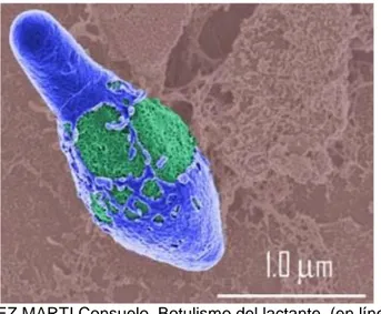 Figura 1 Clostridium botulinum 