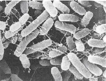 Figura 3 Salmonella spp 