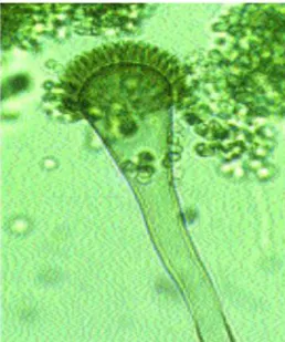 Figura 6 Aspergillus fumigatus 