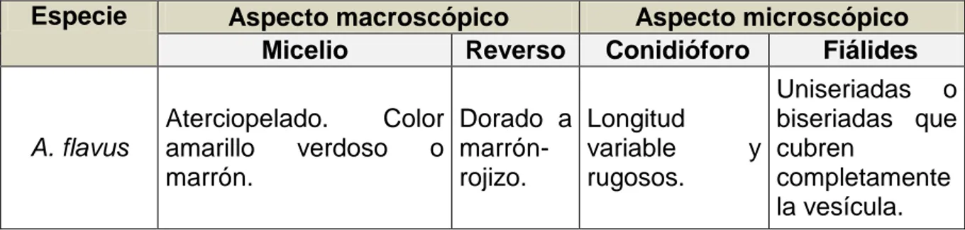 Tabla 2 Aspecto Macroscópico y microscópico del A. flavus 