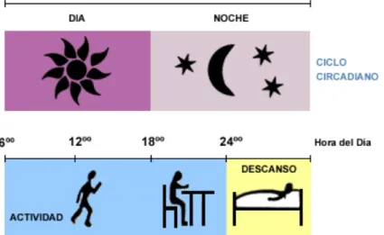 Fig. 8. Relación existente entre el ciclo luz/oscuridad y el  ciclo sueño-vigilia en el ser humano