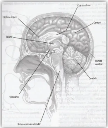 Figura N°2. Estructura Cerebral Interna 