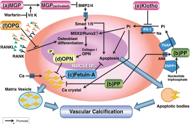 Figura  8.  Una  descripción  general  de  los  factores  e  inhibidores  relacionados  con  la  calcificación en la célula del músculo liso vascular