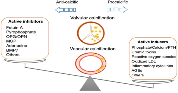 Figura  9.  Desequilibrio entre inductores activos e inhibidores de la calcificación vascular