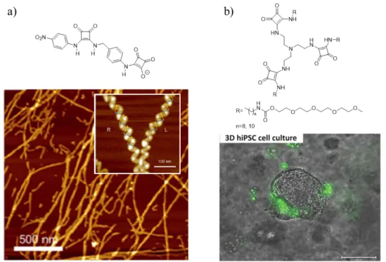 Figure 1.24. a) Squaramide-squaramate supramolecular hydrogel forming nanofibers. b)  Tripodal squaramide-based hydrogel and 3D cell culture of hiPSC