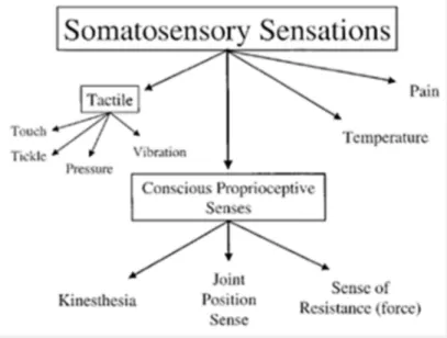 Figura 2. Sensaciones derivadas de fuentes somatosensoriales (recuperado de Riemann BL, Lephart SM