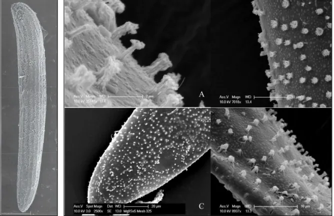 Figura 1. Fotografías con microscopio electrónico de barrido.  Izquierda:  Vista lateral de un  huevo  de  Culicoides  circumscriptus  Kieffer