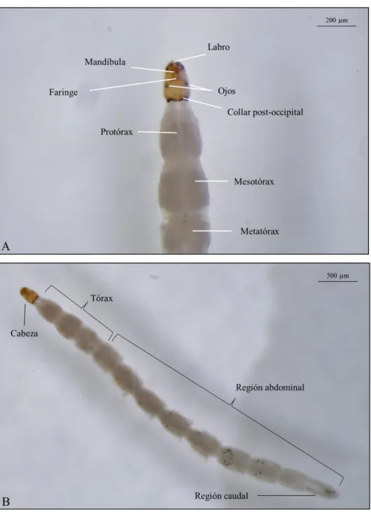 Figura 2.  Fotografías  realizadas con lupa binocular del  detalle de la región cefálica  y tórax de una  larva L4 de Culicoides paolae Boorman (A)
