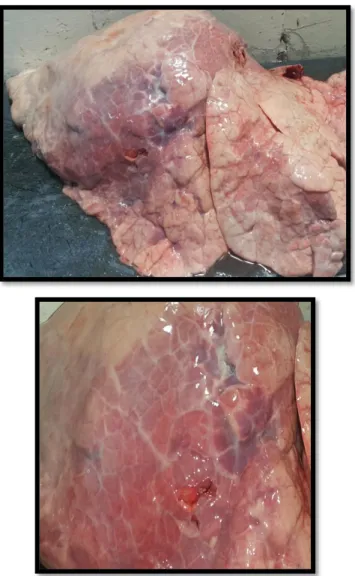 Ilustración  13.  Bronconeumonía  Focal  Extensiva.  Plueritis  focal  de  aspecto  edematoso en lóbulo diafragmatico con foco consolidado rojizo de coloración  purpura