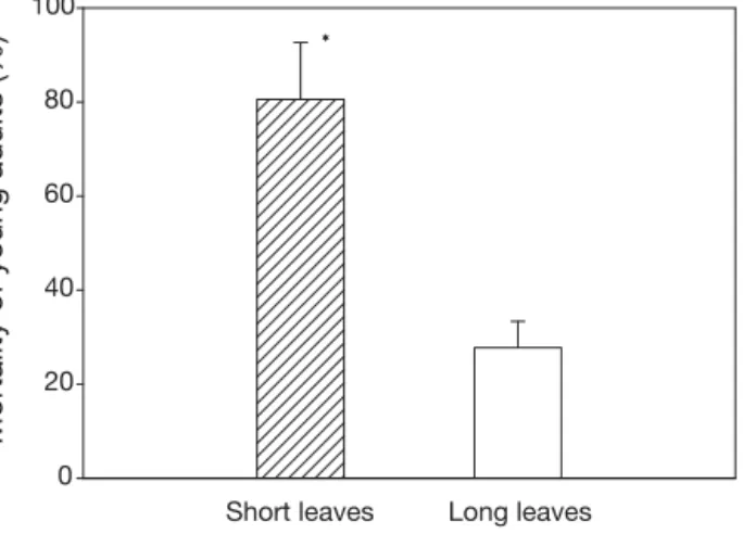 Fig. 4. Paracentrotus lividus. Percent mean (± SE) mortality of young adult sea urchins (3 to 5 cm TD) under different canopy 