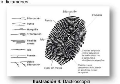 Ilustración 4. Dactiloscopia  Autor: Ramírez (2007) 