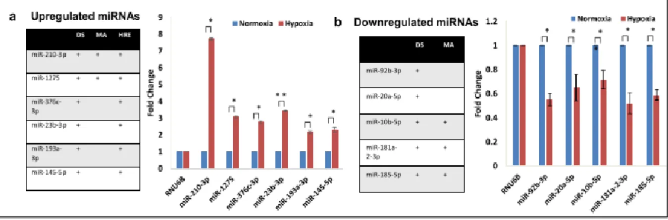 Figura 8. Datos cuantitativos de RT-PCR muestran los niveles de miRNAs en respuesta a  hipoxia  o HIF1A