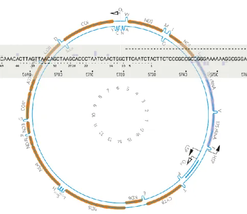 Figura 10. Base de datos y plataforma de estudios bioinformáticos de DNA mitocondrial  (mitoWheel)