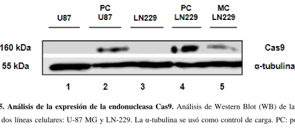 Figura  5.  Análisis  de  la  expresión  de  la  endonucleasa  Cas9.  Análisis  de  Western  Blot  (WB)  de  la  proteína  Cas9 en dos líneas celulares: U-87 MG y LN-229