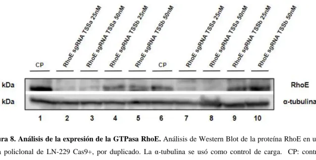 Figura 8. Análisis de la expresión de la GTPasa RhoE. Análisis de Western Blot de la proteína RhoE en una  línea  policlonal  de  LN-229  Cas9+,  por  duplicado