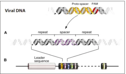 Figura 1. La estructura de un locus CRISPR. (A) Las secuencias de repetición con un promedio de 32 pares  de bases (pbs) se intercalan con espaciadores variables de aproximadamente el mismo tamaño
