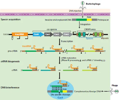 Figura 2. Sistema inmune adaptativo CRISPR/Cas9. Un locus CRISPR típico de un sistema CRISPR/Cas de  tipo II comprende una organización de secuencias repetitivas (repeats, diamantes marrones) interespaciadas por  cortas secuencias espaciadoras (spacers, ca