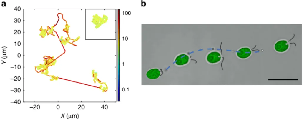 Figure 2 | Microparticle behaviour within the active suspension. (a) Typical microparticle trajectory ( B210 s) in the Hele–Shaw experiment at N c ¼ 4.84±0.13  10 6 cells ml  1 